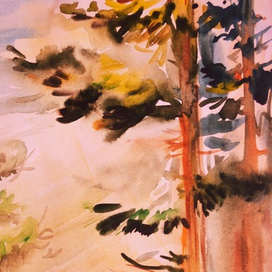 молодые сосны 