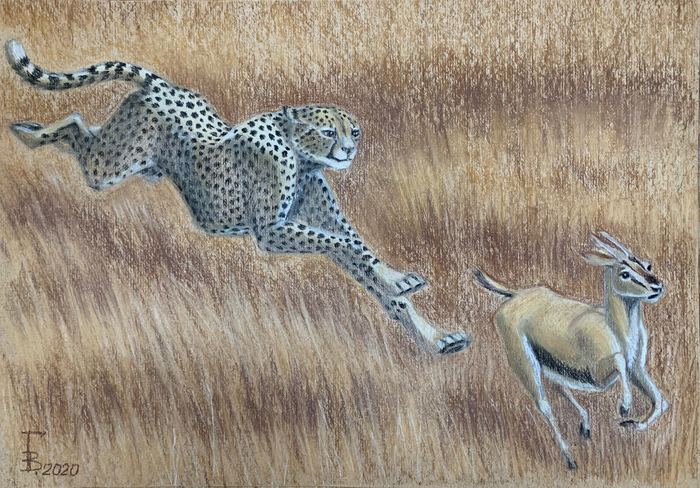 Гепард. Охота. Погоня за антилопой.