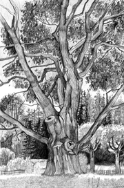 Старое дерево. Михайловское.