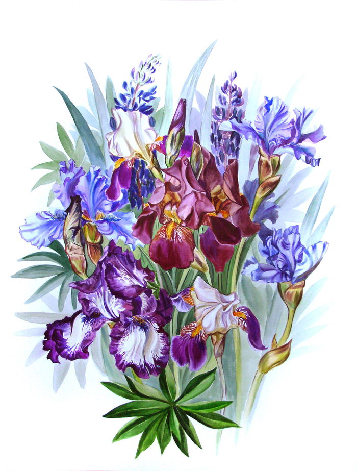 Ирисы