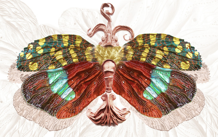 бабочка бражница:)