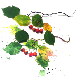 Веточка боярышника