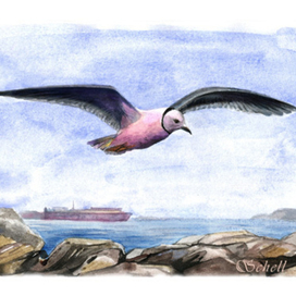 Розовая чайка (Rhodostethia Rosea)