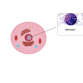 Строение клетки (векторные иллюстрации)