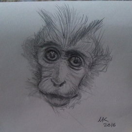 Портрет обезьянки