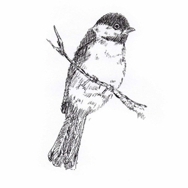 недовольная синица