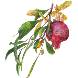 Ветка граната