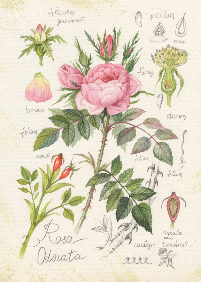 чайная роза