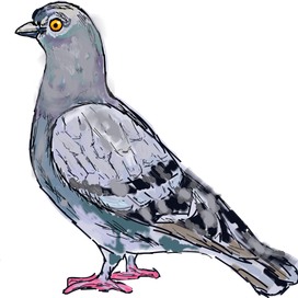 голубь  