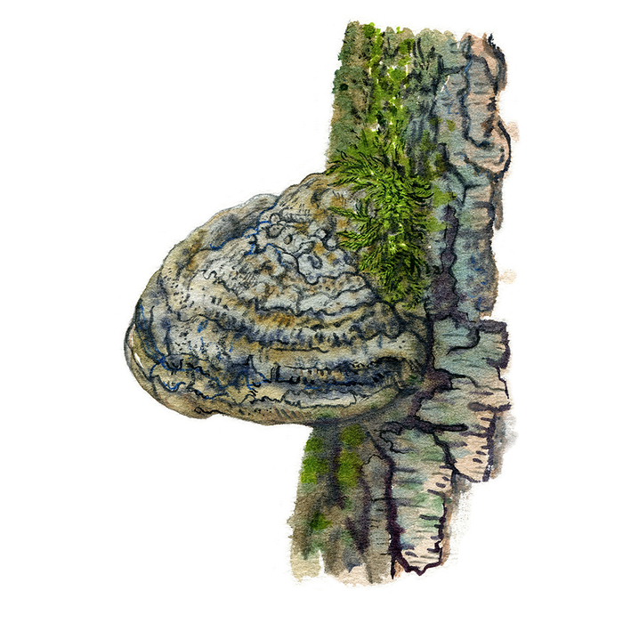 Трутовик (Fomes fomentarius)