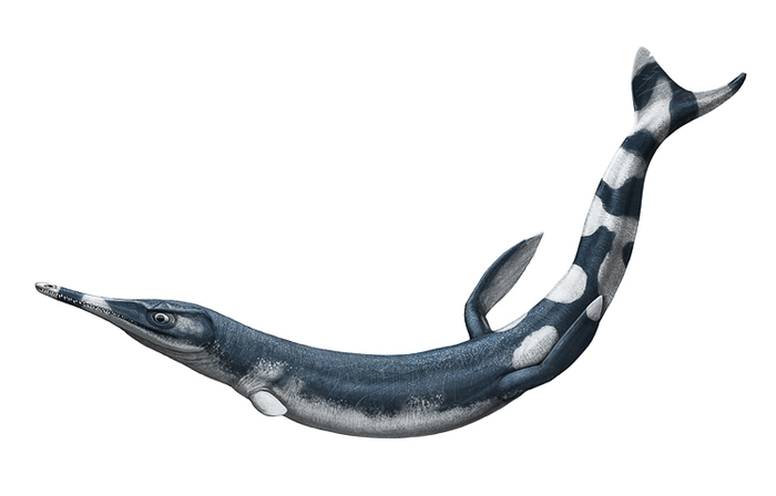 Cricosaurus