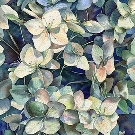 Summer hydrangea