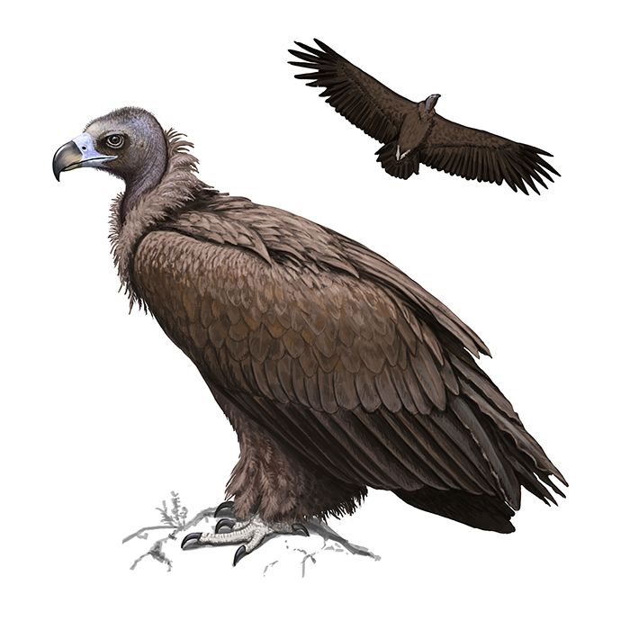 Aegypius monachus (Черный гриф)