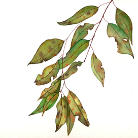 Акварельная ботаника