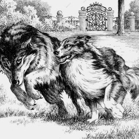 Голос крови. Белый Клык и Колли