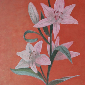 Pink lilies