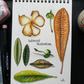 Botanical illustration 