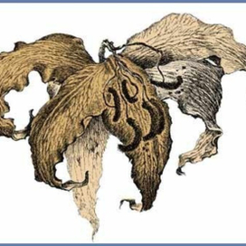 Дама с прошлым. Иллюстрация для журнала &quot;Цветы&quot;