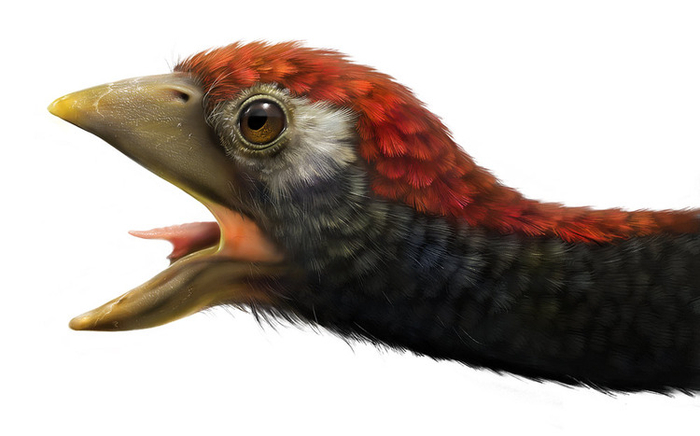 Конфуциусорнис