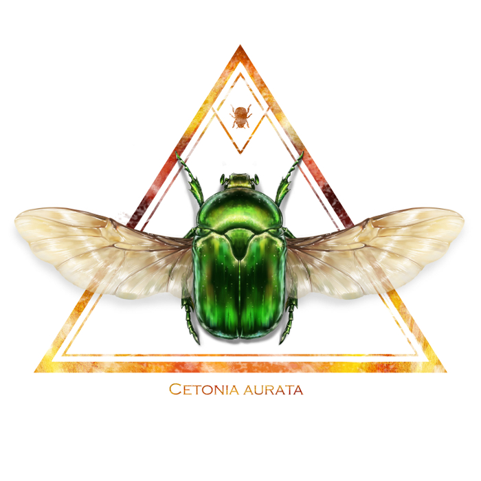 cetonia aurata (Золотистая бронзовка)