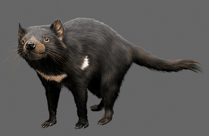 тасманский дьявол