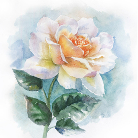 Роза первой встречи