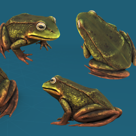 3d модель лягушки + текстуры.