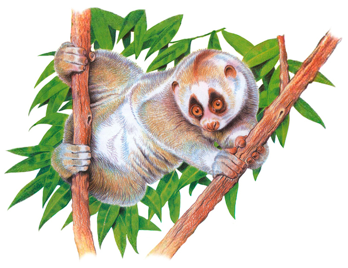 Толстый лори