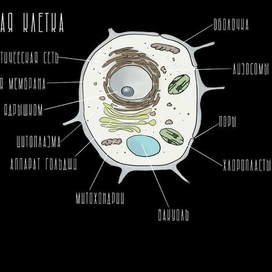 Растительная клетка