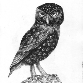 Owl sketch