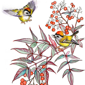 Королек и нандина