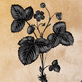 Бересклет Земляника Кукушкин лен