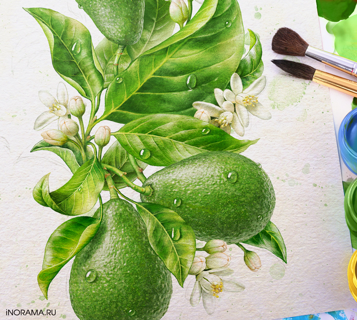 Иллюстрация с авокадо.