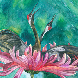 Хризантема