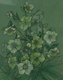 Helleborus