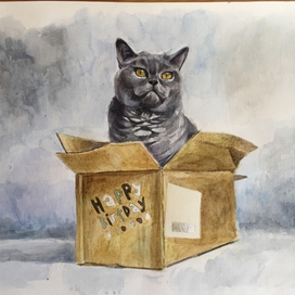 Британчик в коробке