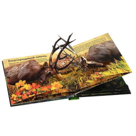 Разворот pop-up книги "Живая книга леса"