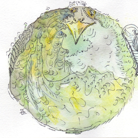 Какой такой павлин-мавлин