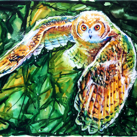 Молодой филин 