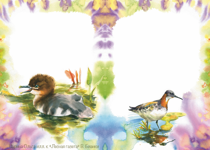 Крохаленок