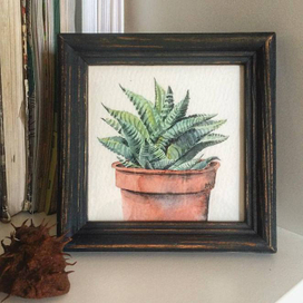 Суккулент "Григорий радостный"