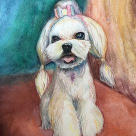 Собачка (мальтезе)