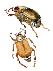 "Майский жук"