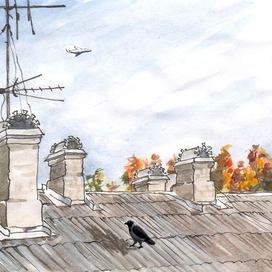 Прогулка пожилой вороны