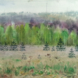 Березки зеленеют