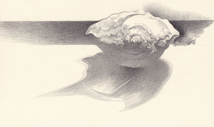 Окаменелая ракушка