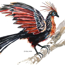 Птица Гоацин