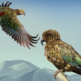 Попугаи кеа