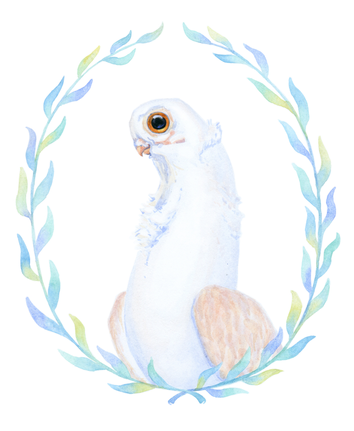 голубь породы орловский турман