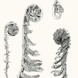растительность